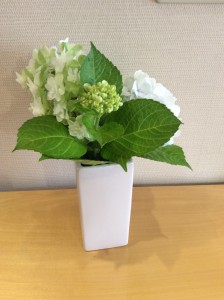 弊社の花壇に咲いている紫陽花です。毎年可愛い花を咲かせてくれます。